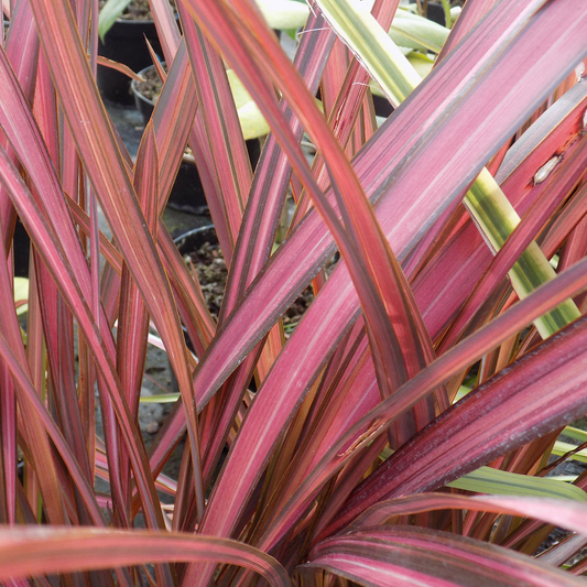 Phormium 'Evening Glow'