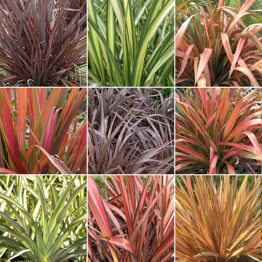 Phormium Mix