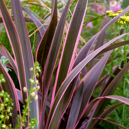 Phormium 'Pink Stripe'