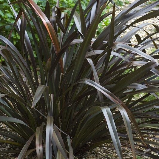 Phormium 'Platt's Black'