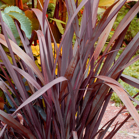 Phormium 'Red Sensation'