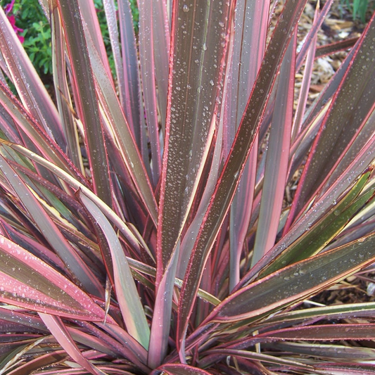 Phormium 'Sundowner'