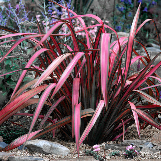 Phormium 'Pink Panther'