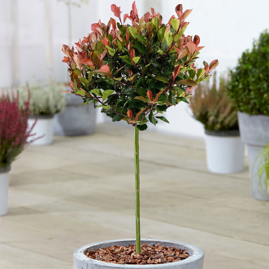 Photinia 'Little Red Robin' Patio Tree