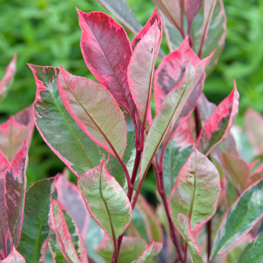 Photinia 'Louise'