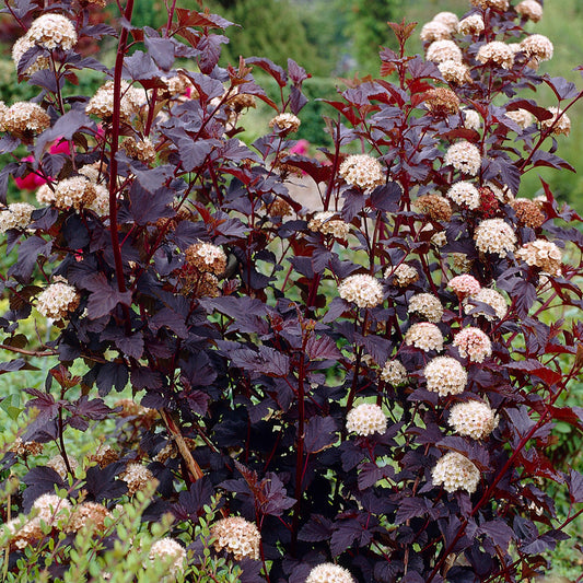 Physocarpus 'Diabolo'