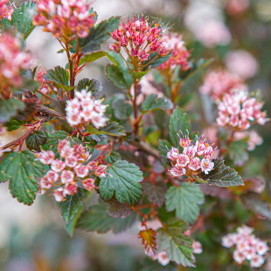 Physocarpus 'Little Devil'