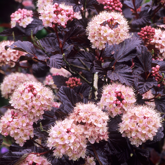 Physocarpus 'Lady in Red'