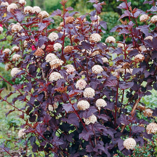 Physocarpus 'Summer Moon'