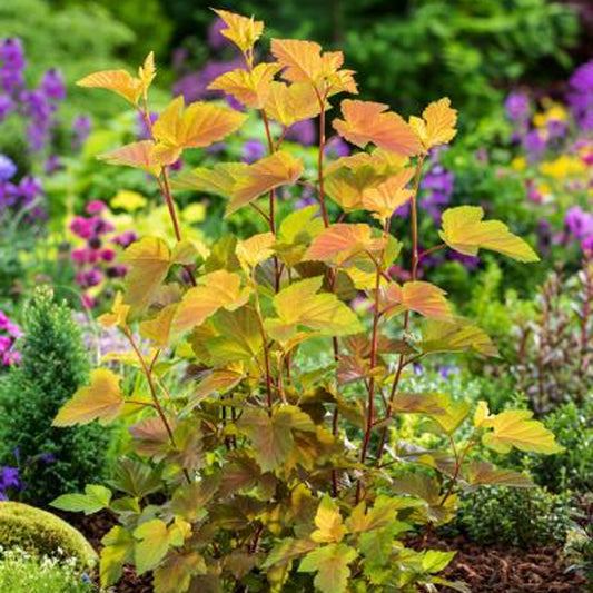 Physocarpus 'Magic Ball'