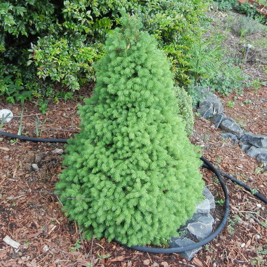 Picea 'Conica'