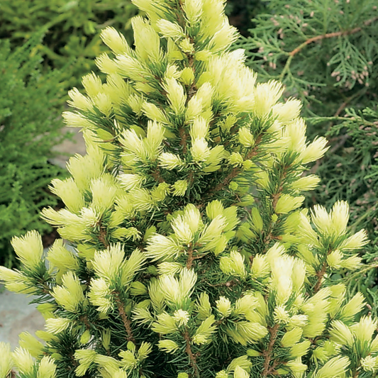 Picea 'Daisy's White'