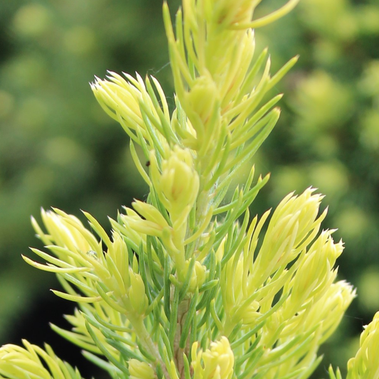 Picea 'Rainbow's End'