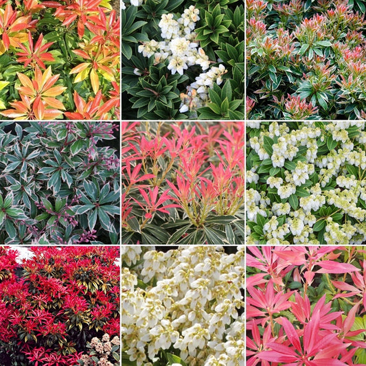 Pieris Collection