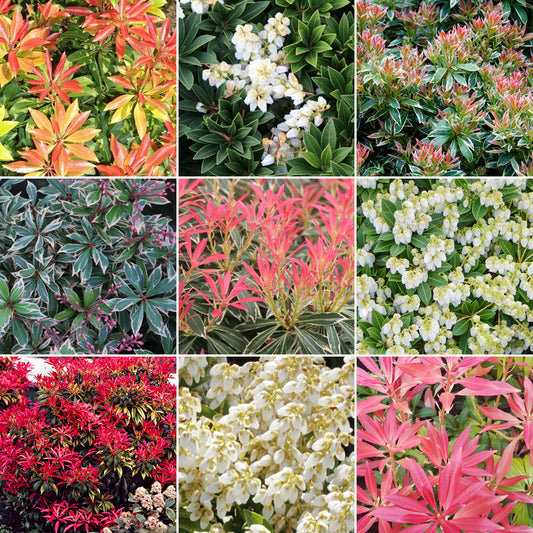 Pieris Mix