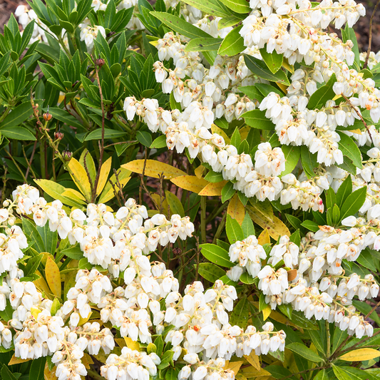 Pieris 'Prelude'