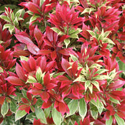 Pieris 'Carnaval'