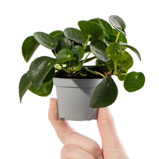 Baby Pilea peperomioides