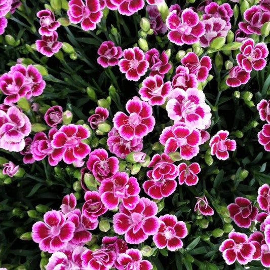 Dianthus 'Pink Kisses' Carry Pack