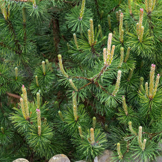 Pinus 'Mughus'