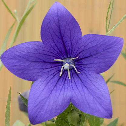 Platycodon 'Blue' | Balloon Flower – Gardeners Dream