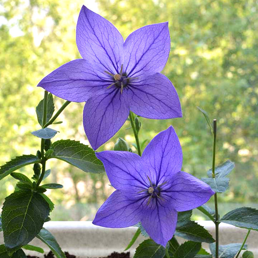 Platycodon 'Blue'