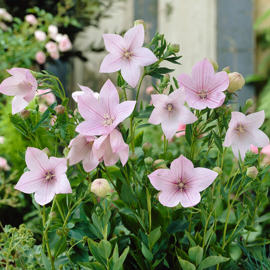 Platycodon 'Pink'