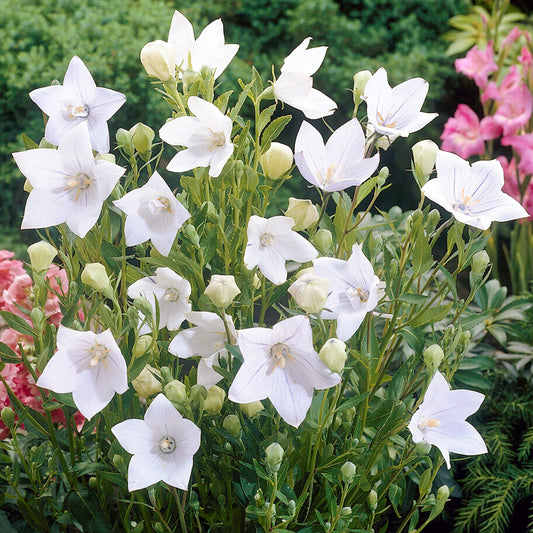 Platycodon 'White'