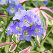 Polemonium 'Stairway to Heaven'