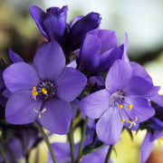 Polemonium 'Bressingham Purple'