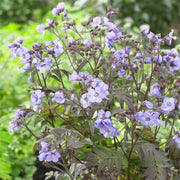 Polemonium 'Heaven Scent'