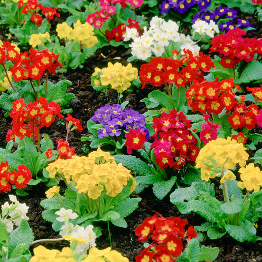 Polyanthus Mixed Bedding Plants