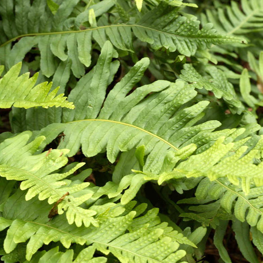 Polypodium vulgare