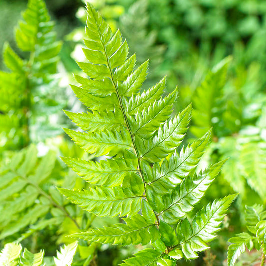 Polystichum rigens