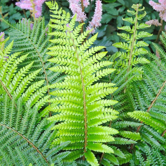 Polystichum setiferum