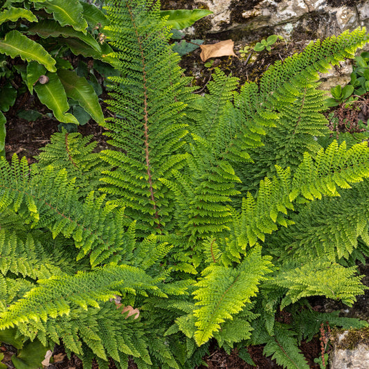 Polystichum 'Herrenhausen'