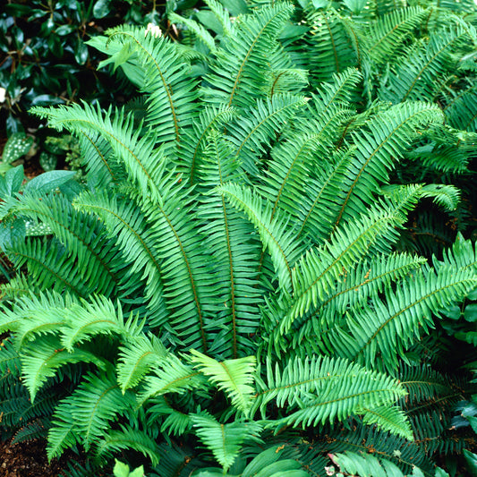 Polystichum aculeatum