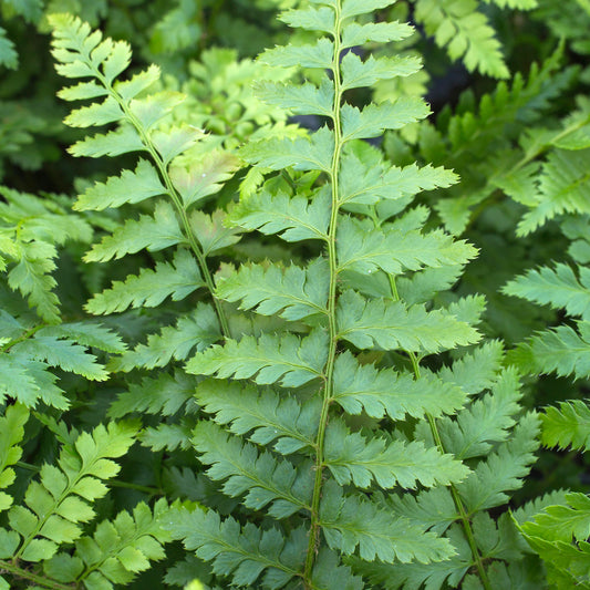 Polystichum braunii