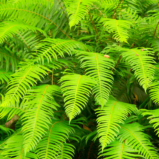 Polystichum munitum