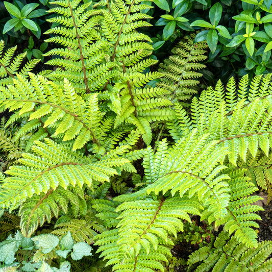 Polystichum polyblepharum