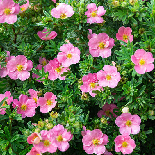 Potentilla 'Lovely Pink'