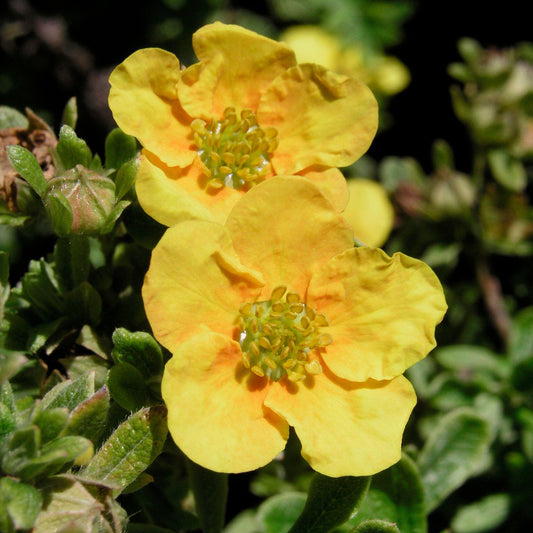 Potentilla 'Mango Tango'