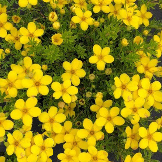 Potentilla 'Bella Lindsey'