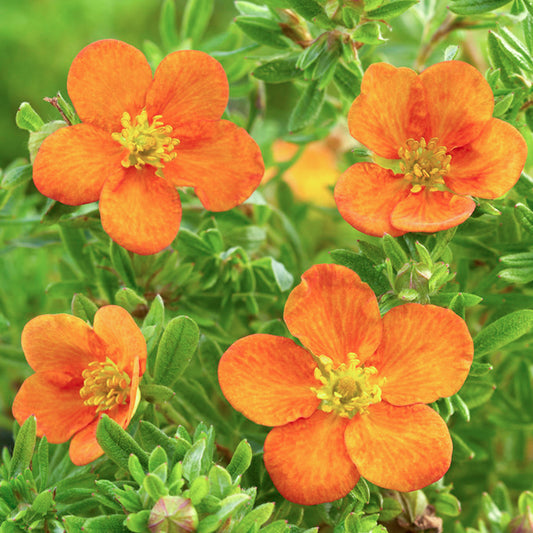 Potentilla 'Bella Sol'