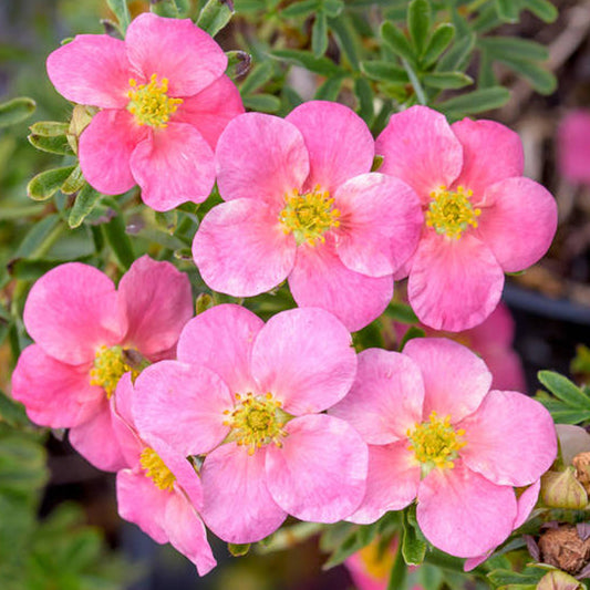 Potentilla 'Bellissima'