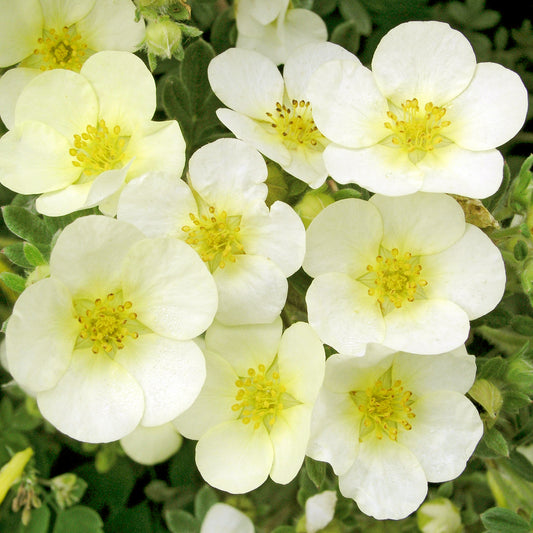 Potentilla 'Primrose Beauty'