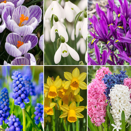 Spring Bulbs Mix - 6 Pack