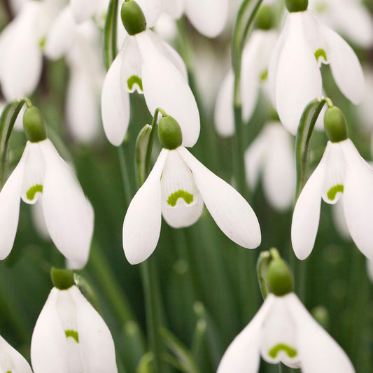 Snowdrop Bulbs - 6 Pack