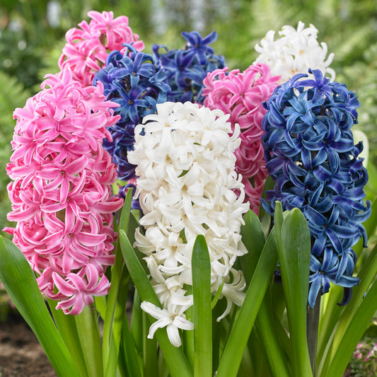 Hyacinth Bulbs Mix - 6 Pack