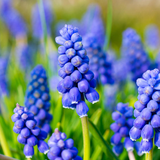 Muscari Armeniacum Bulbs - 6 Pack